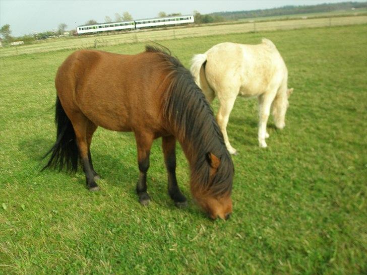 Islænder Jörfi fra Engimyri billede 6