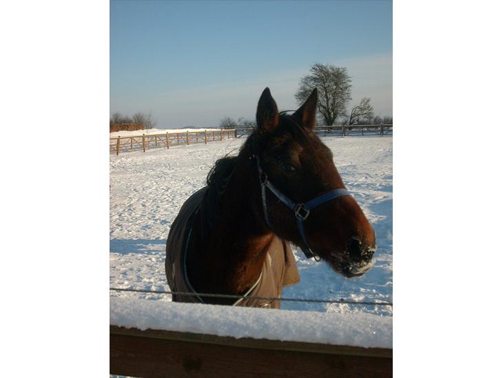 {{currentPhoto.altText}} billede {{currentPhoto.number}}