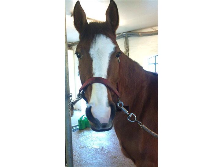 {{currentPhoto.altText}} billede {{currentPhoto.number}}