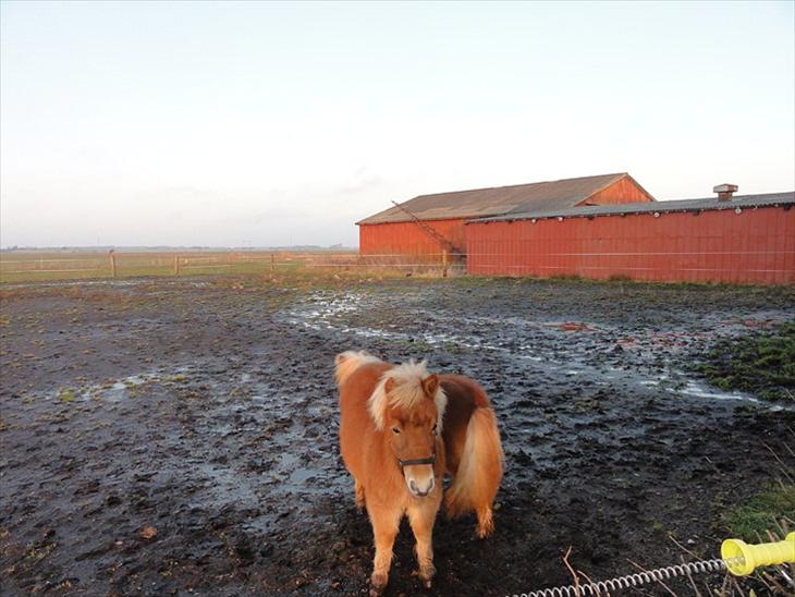 {{currentPhoto.altText}} billede {{currentPhoto.number}}