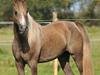 Arabisk fuldblod (OX) KI Gamilah bint Bendigo [Tidl. hest]