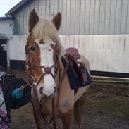 Anden særlig race Maggie Stensbæk