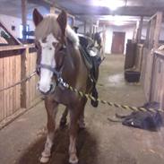 Anden særlig race Maggie Stensbæk