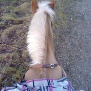 Anden særlig race Maggie Stensbæk