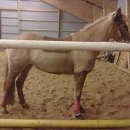 Anden særlig race Maggie Stensbæk