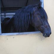 Welsh Cob (sec D) Tolstrups Kahjal