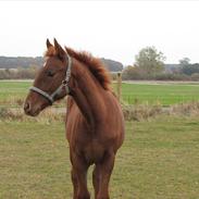 Dansk Varmblod Wondelful Star-Light