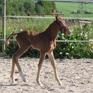 Dansk Varmblod Wondelful Star-Light