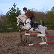 Welsh Mountain (sec A) Søndergårds Emil(solgt)