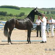 Dansk Varmblod Reve Desireè