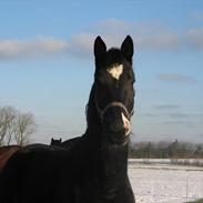 Dansk Varmblod Reve Desireè