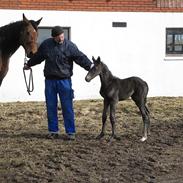 Dansk Varmblod Reve Desireè