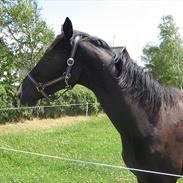 Dansk Varmblod Reve Desireè