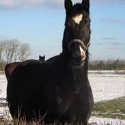 Dansk Varmblod Reve Desireè