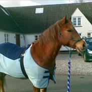 Anden særlig race R.I.P Bokki min skat :'(