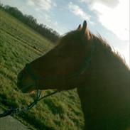 Anden særlig race R.I.P Bokki min skat :'(