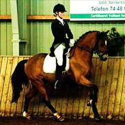 Welsh Pony (sec B) Sir Jackson