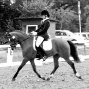 Welsh Pony (sec B) Sir Jackson