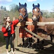 Welsh Pony (sec B) Sir Jackson