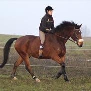 Anden særlig race Bruce