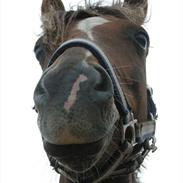 Welsh Pony (sec B) Cloigen Jepson