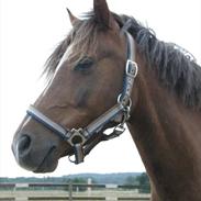Welsh Pony (sec B) Cloigen Jepson