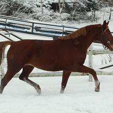 Anden særlig race Daiquiri *SOLGT*