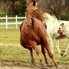 Anden særlig race Daiquiri *SOLGT*