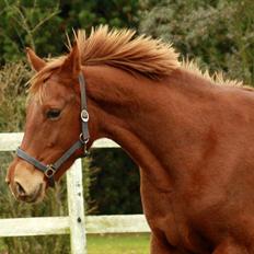 Anden særlig race Daiquiri *SOLGT*