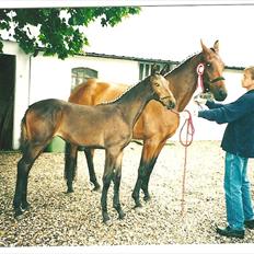 Dansk Varmblod STEDETS ROSITTA RDH