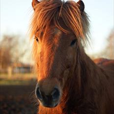 Islænder Gylfi fra økobo
