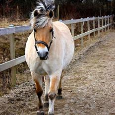 Fjordhest Frøja (PRINSESSEN<3)