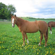 Dansk Varmblod La Marissa