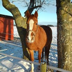 Dansk Varmblod La Marissa