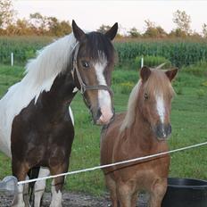 Shetlænder  Kobjerggård's Jonatan 