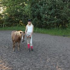 Shetlænder  Kobjerggård's Jonatan 