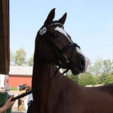 Dansk Varmblod Vestergårdens Donavill