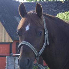 Anden særlig race bounty