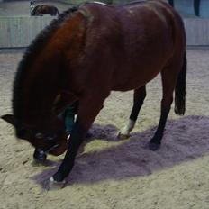 Anden særlig race Charlie Mingus