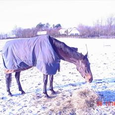 Dansk Varmblod STEDETS ROSITTA RDH