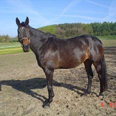Dansk Varmblod STEDETS ROSITTA RDH