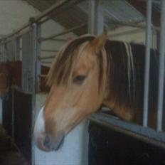 Anden særlig race Leo - Højt Elsket-