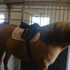 Anden særlig race Leo - Højt Elsket-