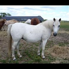 Anden særlig race Candaletto (gammle halvpart)