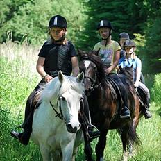 Anden særlig race Candaletto (gammle halvpart)