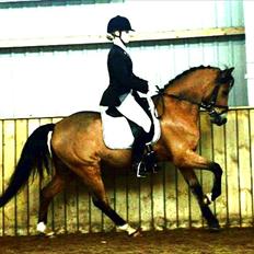 Welsh Pony (sec B) Sir Jackson