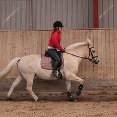 Fjordhest Ågerupgårds Surprise