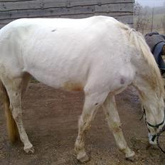 Knabstrupper Coco's Flying Fairytail