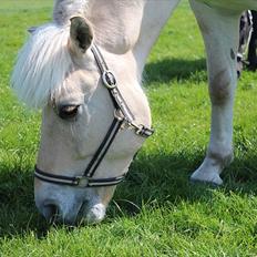 Fjordhest Ågerupgårds Surprise