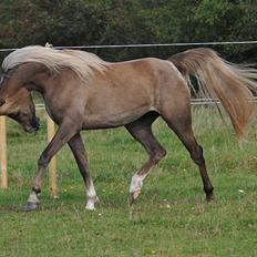 Arabisk fuldblod (OX) KI Gamilah bint Bendigo